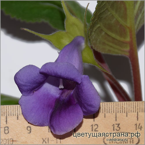 Sinningia-speciosa-(Lodd.)-Hiern-'Cardoso-Moreira'-размер-венчика.jpg