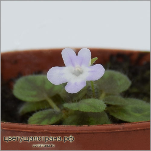s-pusilla-Haola-в-2022.jpg