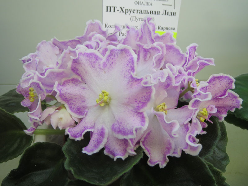 ПТ-Хрустальная Леди_Карпова.jpg