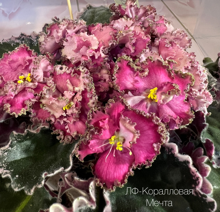 Е.Плессер_ ЛФ-Коралловая Мечта