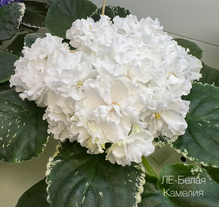 М.Федорова_ ЛЕ-Белая Камелия
