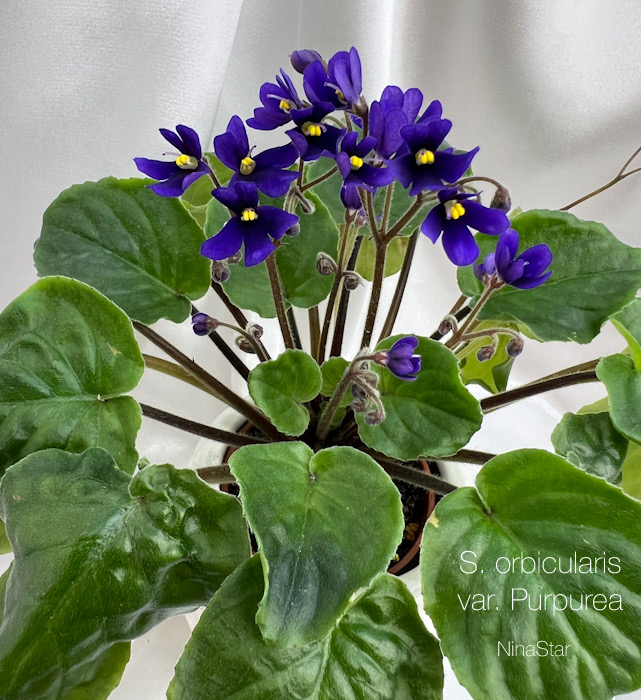 Н.Старостенко_ S. clone orbicularis var. purpurea