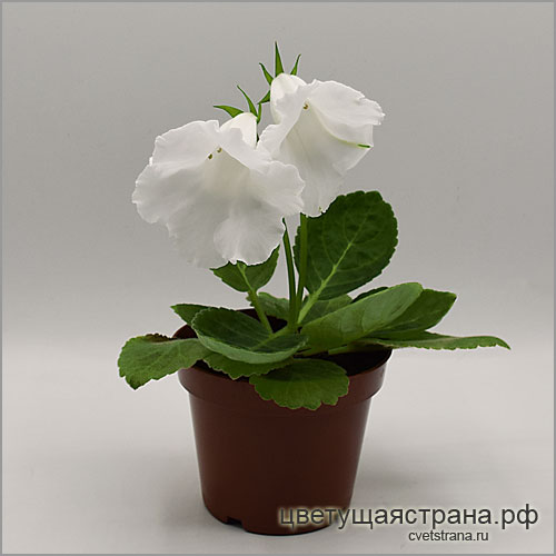 Цвет-Белая-Орхидея-миниглоксиния-(синнингия)-НОВИНКА-2022г.jpg