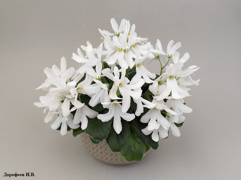 Lunar Lily White