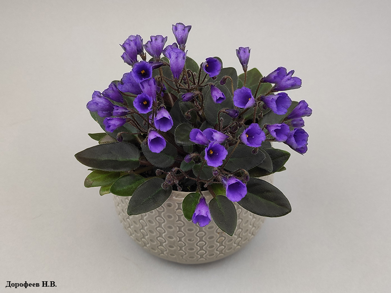 Vallarta Campanas Moradas