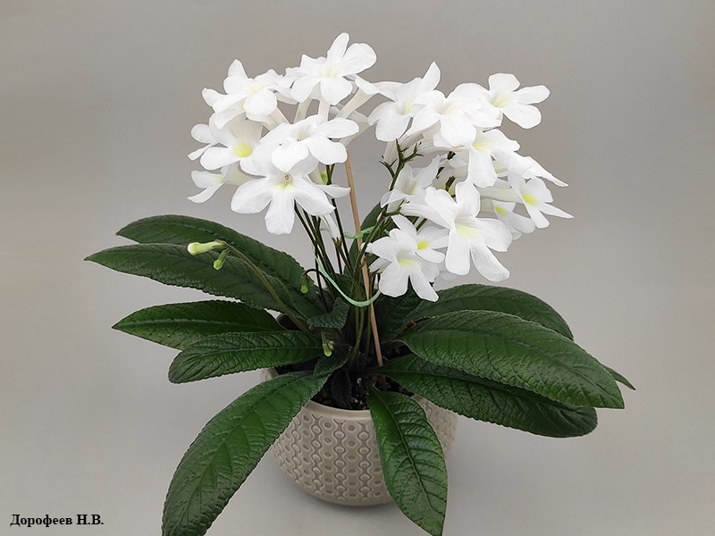 Heartland's White Gold