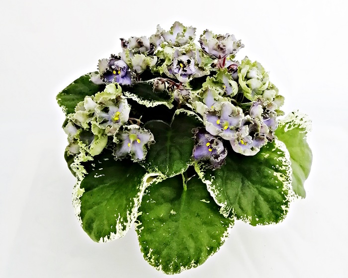 ЛЕ-Анечка.jpg