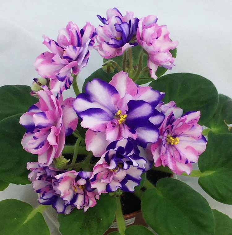 МК-Ветер Перемен (химера)