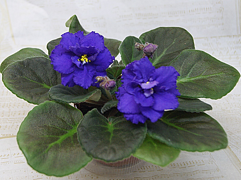 Гондурас (Макуни).JPG