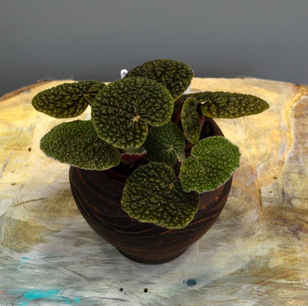 Бегония (Begonia) bullatifolia