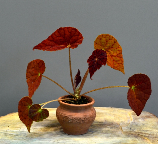 Бегония Autumn Ember