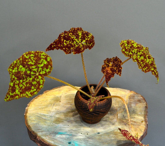 Begonia 'Marmaduke'.