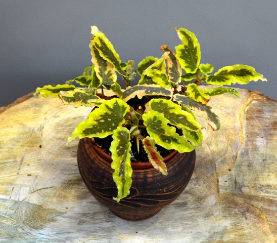 бегонией Begonia 'Dainty Spray