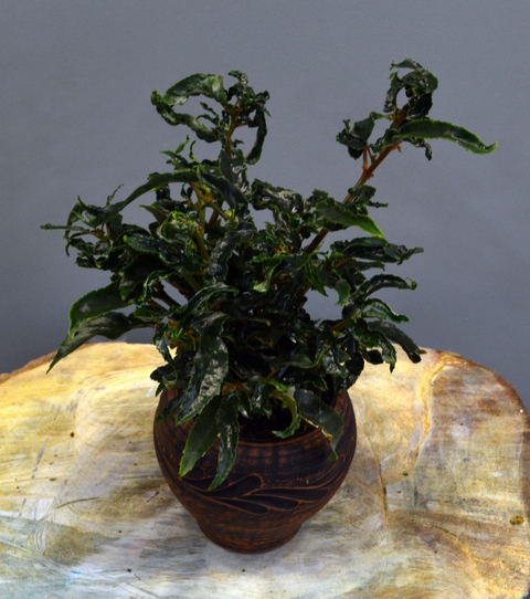 Begonia echinocephala Reg. Бегония щетинистая