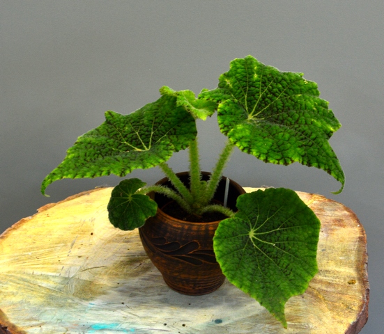 Begonia carrieae Ziesenh.