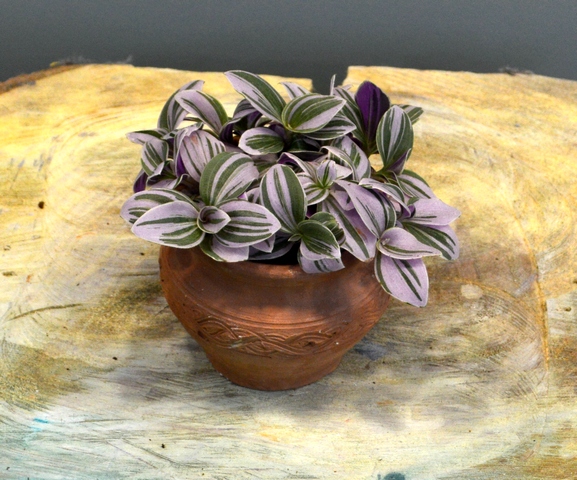 Albiflora Nanouk