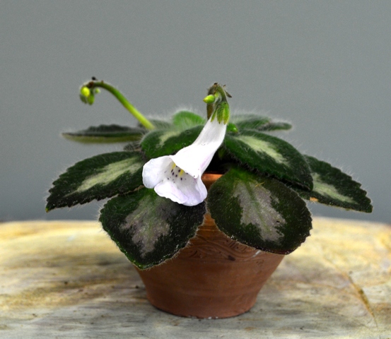 Primulina fimbrisepala