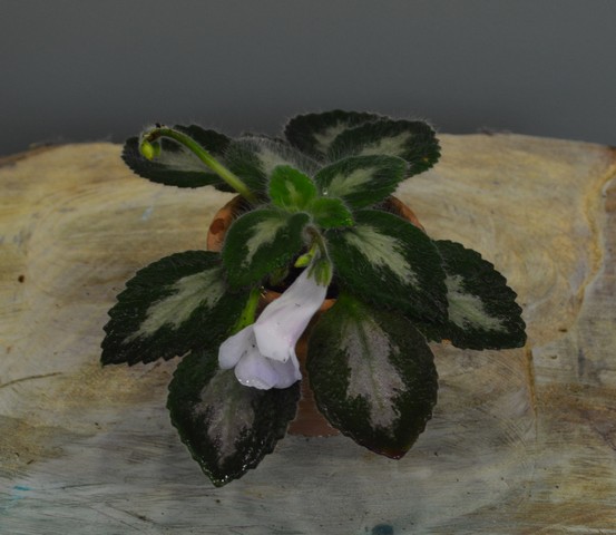 Primulina fimbrisepala