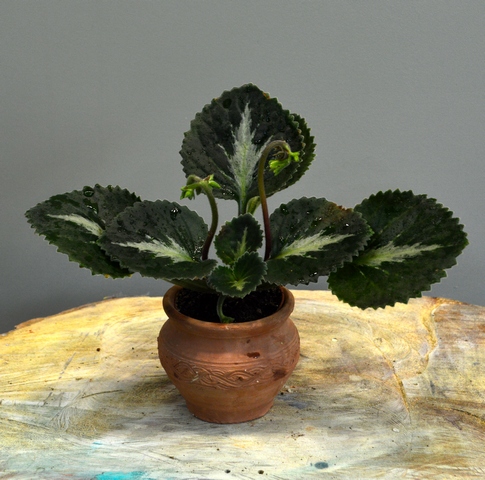 Primulina brassicoides `Marble Leaf`