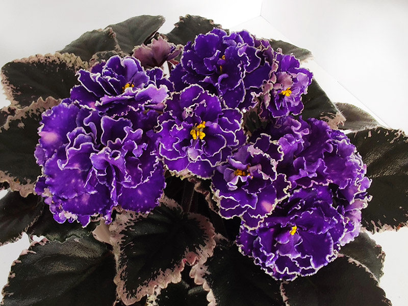 ВаТ-Мейвис Люкс.jpg