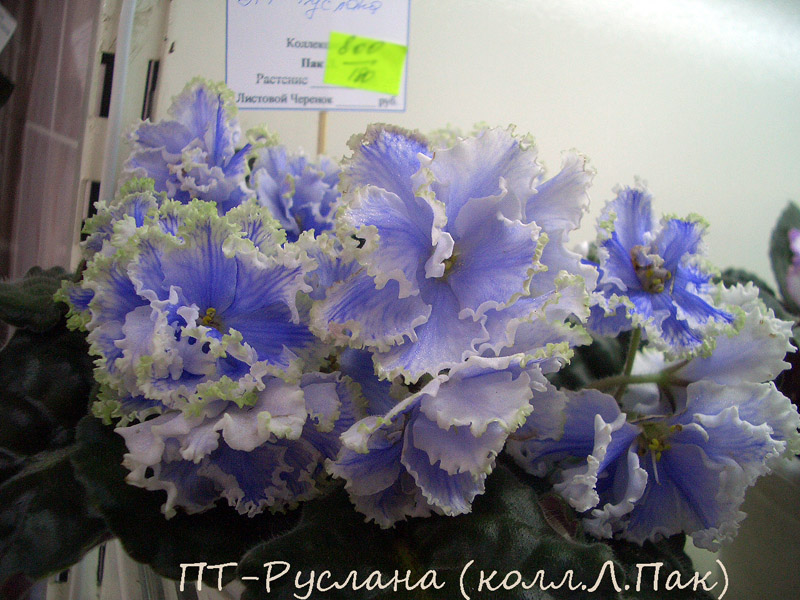 ПТ-Руслана.jpg