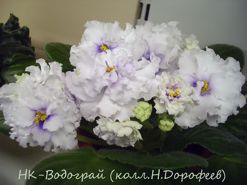 НК-Водограй.jpg