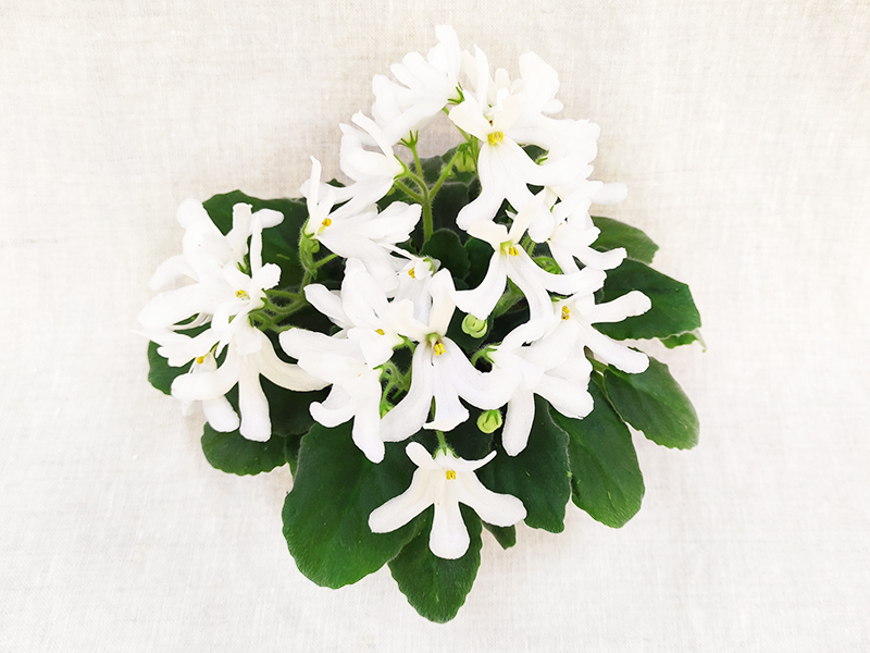 3.Lunar Lily White (неизв.) Н.Дорофеев.jpg