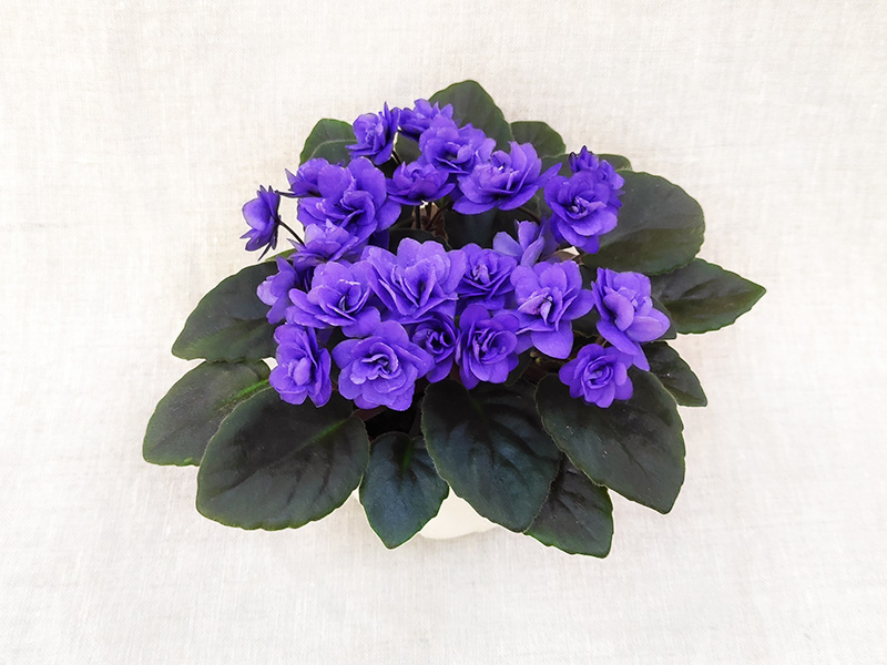 2.Ness' Crinkle Blue (D. Ness)  Н.Дорофеев.jpg