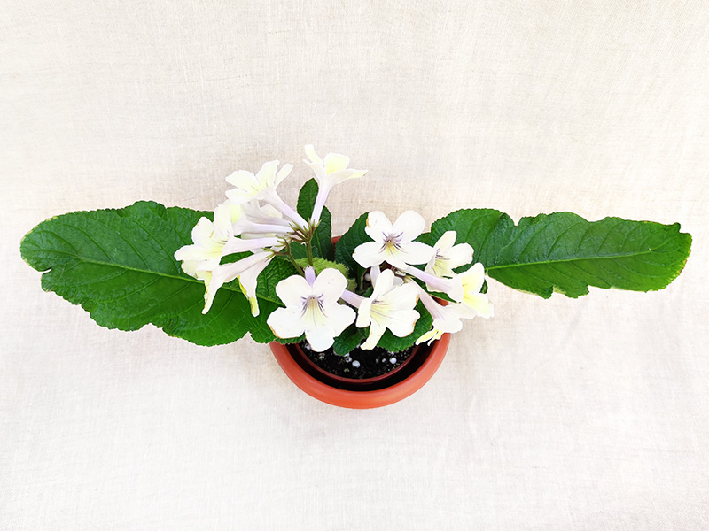 3.Bristol's Zesty Lemon (R.Robinson)  Л.Пак.jpg