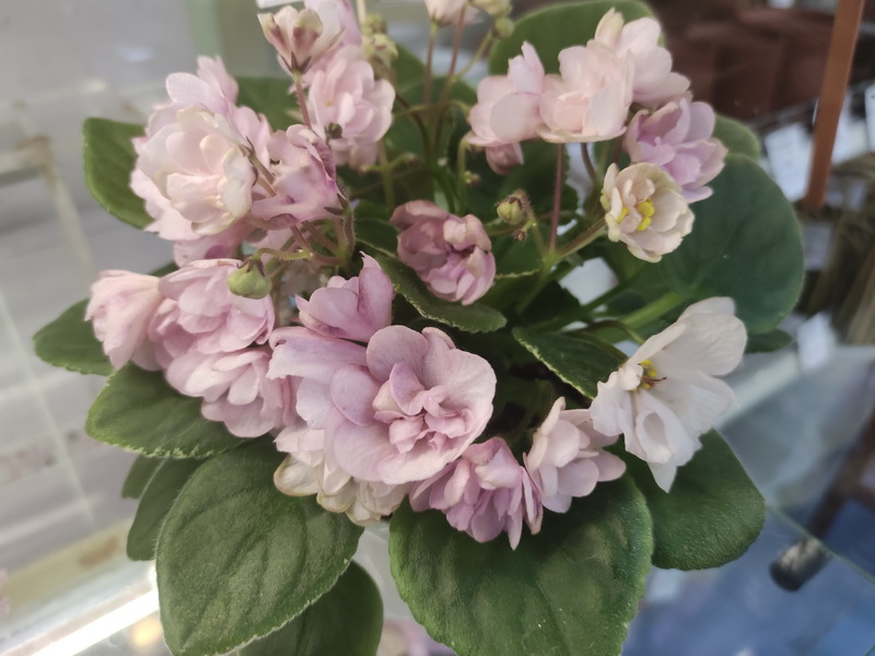 ЛЕ-Ванильное Небо