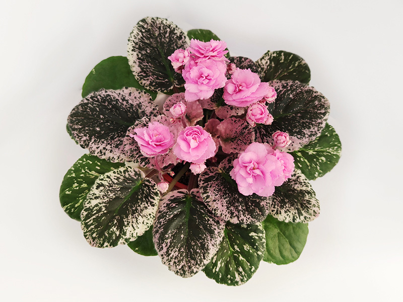 Rose Bouquet.jpg