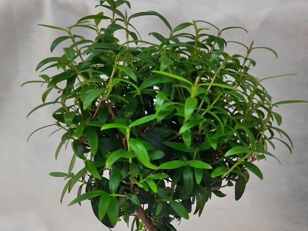 Мирт обыкновенный (Myrtus communis).jpg