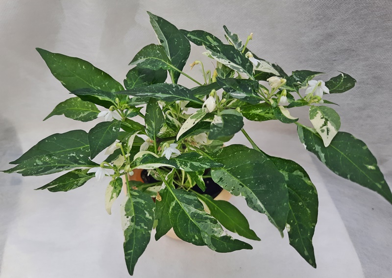 Перец Variegata.jpg