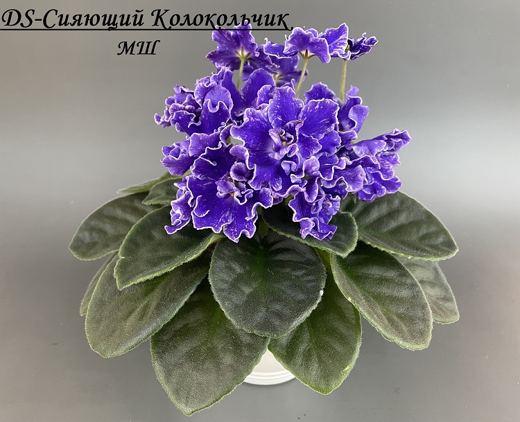 DS-Сияющий Колокольчик 3 (2).jpg