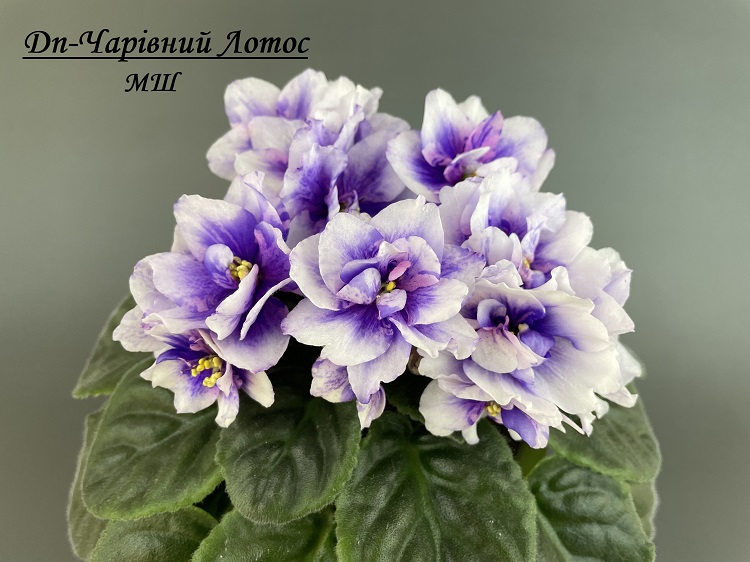 Dn-Чарівний Лотос 1.jpg