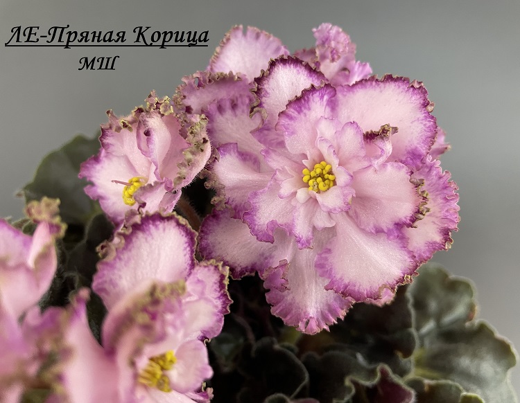 ЛЕ-Пряная Корица 3.jpg