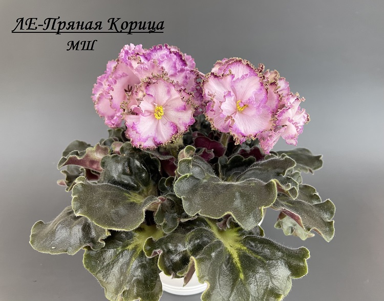 ЛЕ-Пряная Корица 1.jpg