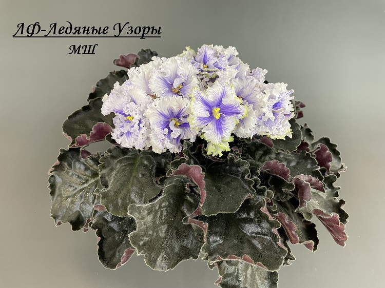 ЛФ-Ледяные Узоры 1.jpg