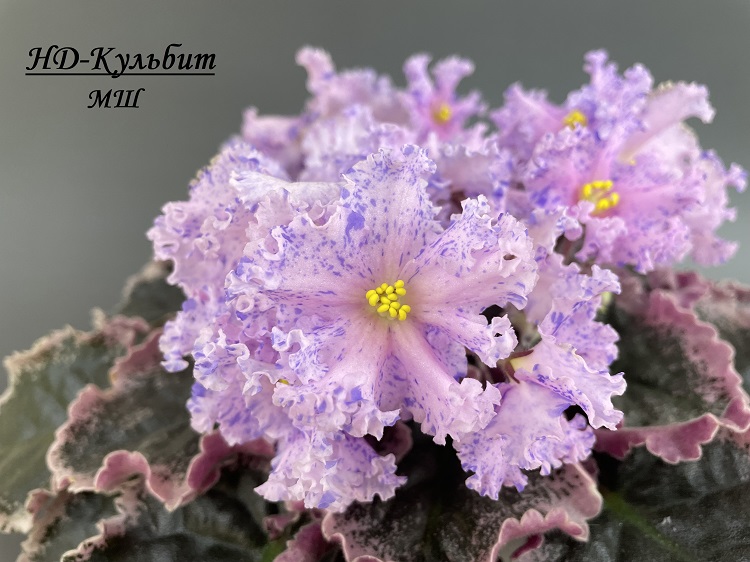 НД-Кульбит 1.jpg
