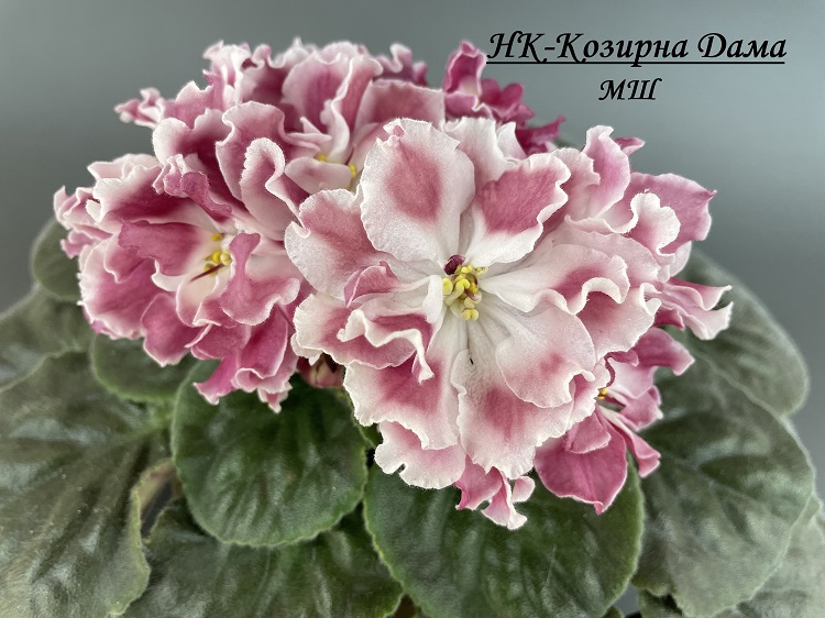 НК-Козирна Дама 1.jpg