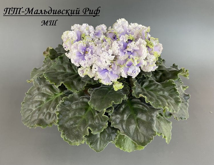ПТ-Мальдивский Риф 3.jpg
