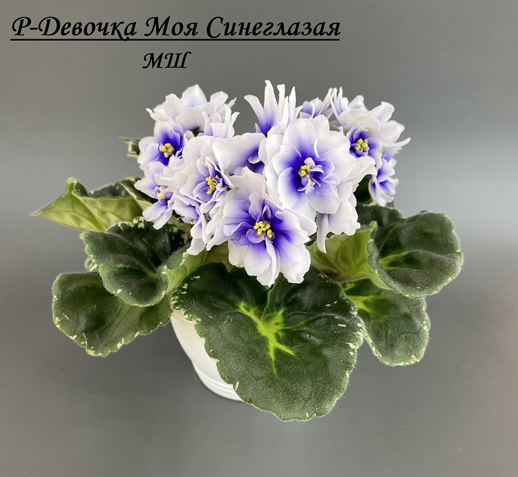 Р-Девочка Моя Синеглазая (2).jpg
