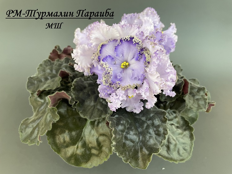 РМ-Турмалин Параиба 2.jpg