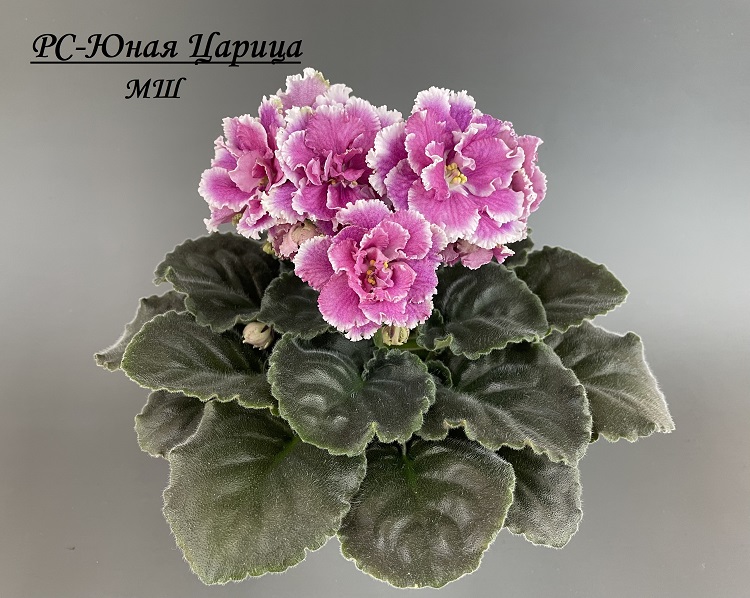 РС-Юная Царица 1.jpg