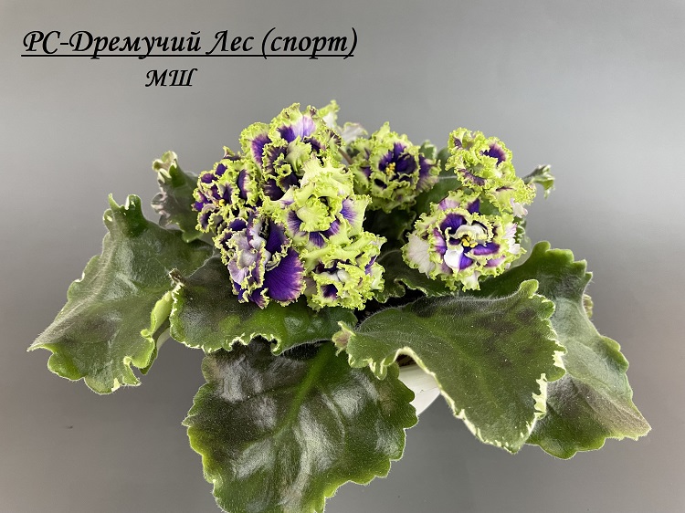 РС-Дремучий Лес Спорт 1.jpg