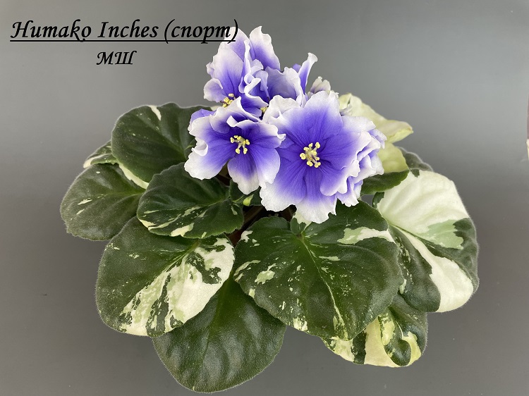 Humako Inches (спорт) 1.jpg