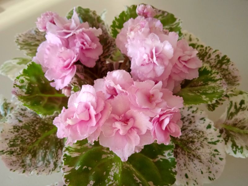Rose Bouguet.JPG