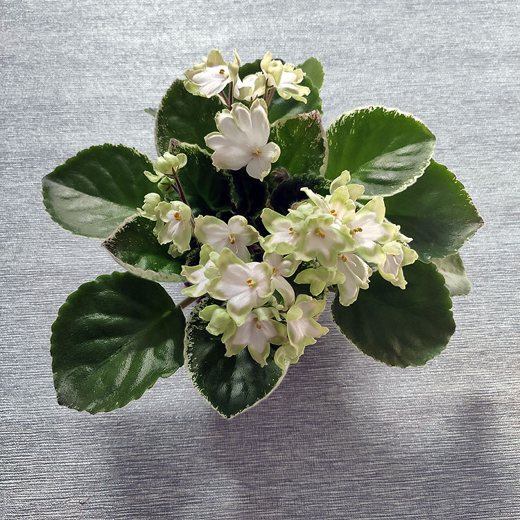 ЛЕ-Японская Жимолость (Е.Лебецкая)