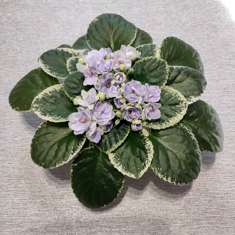 Buckeye Seductress (P. Hancock)
