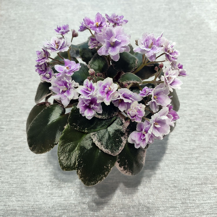 Mac's Jubilant Jamboree (G.McDonald)